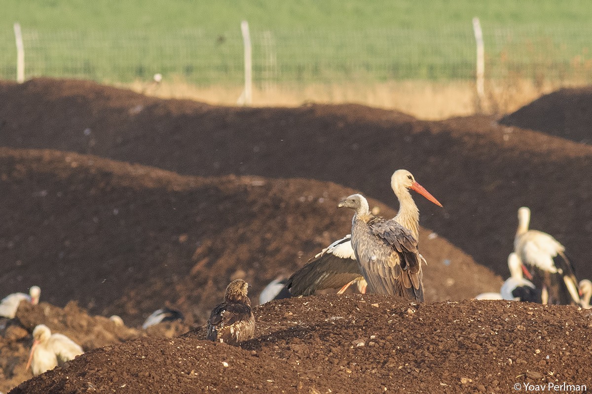 White-backed Vulture - ML332911511