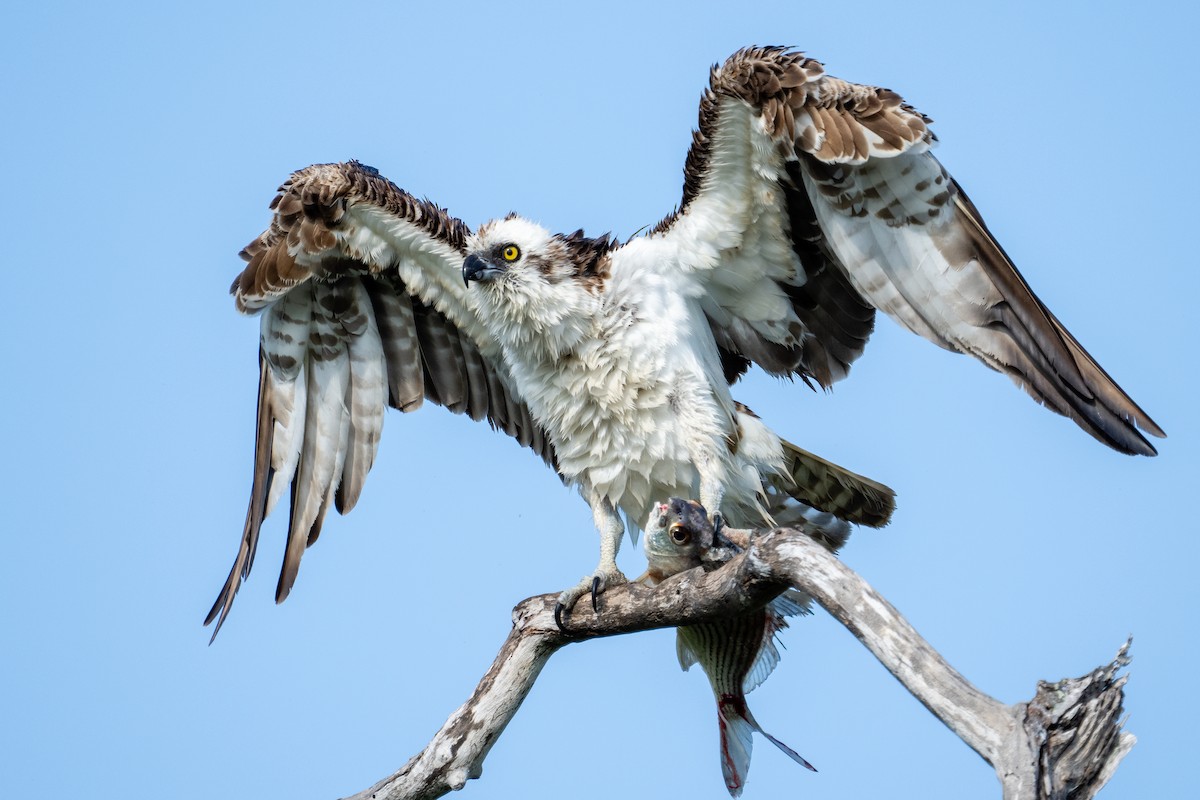 Osprey - ML332911641