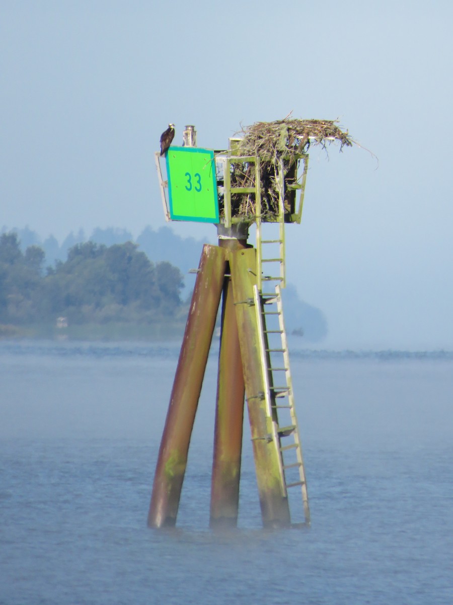 Osprey - ML33291301