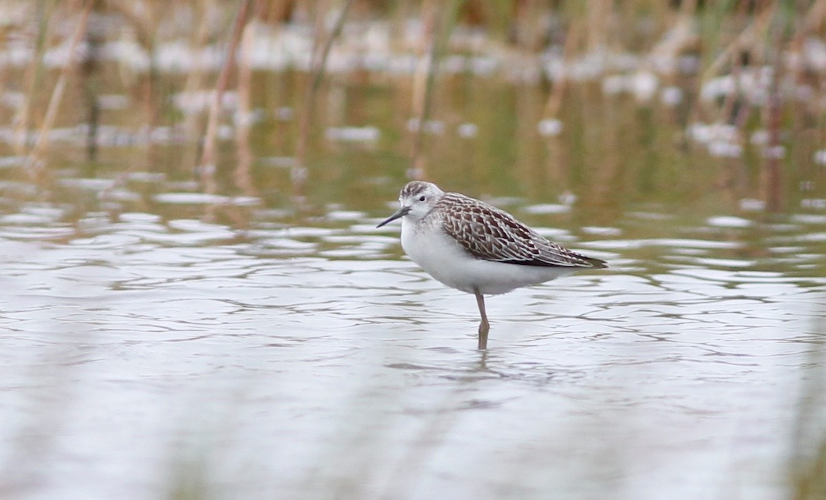 Marsh Sandpiper - ML33291321