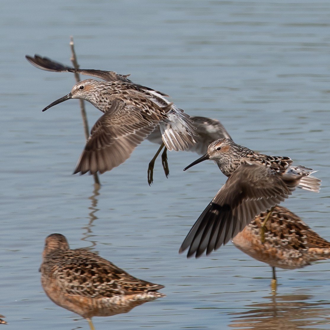 Stilt Sandpiper - Mike Stewart 🦅