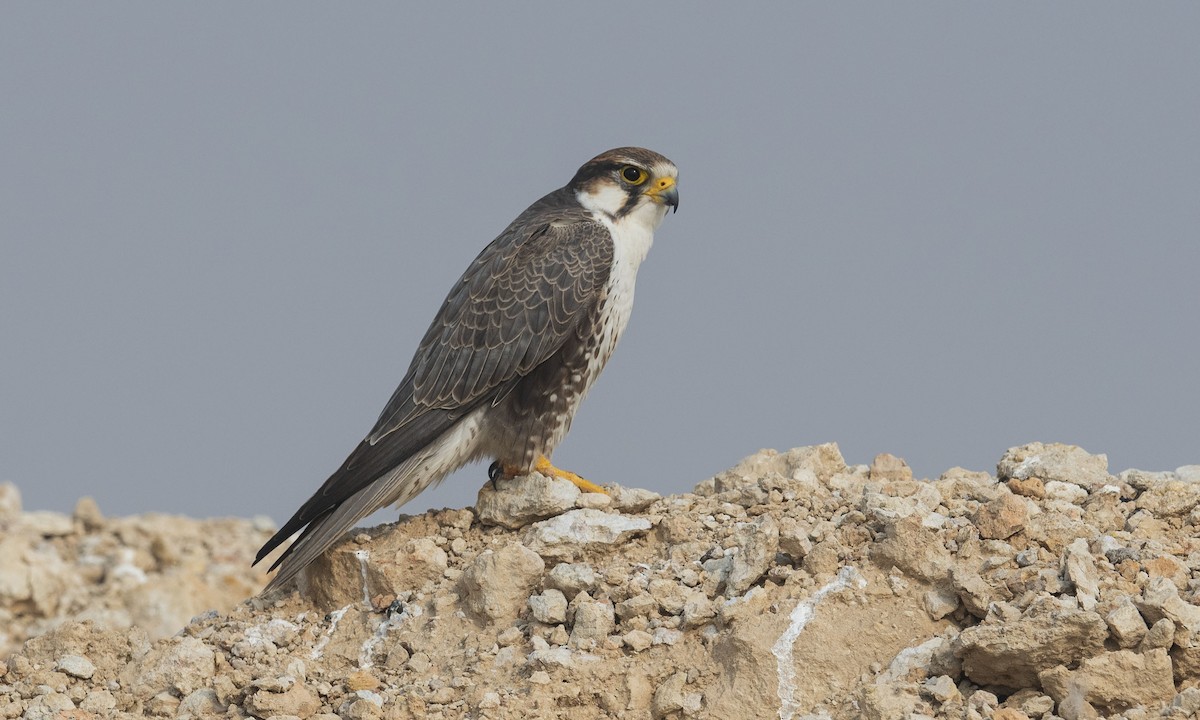 Falco laggar - ML332916251