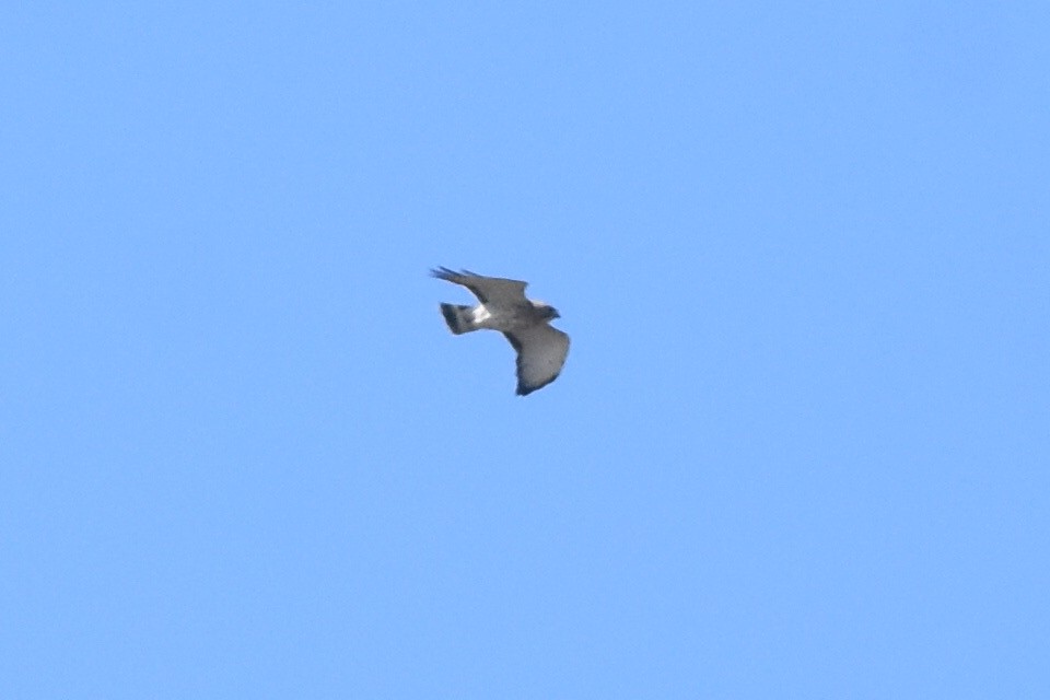 Broad-winged Hawk - ML332916291