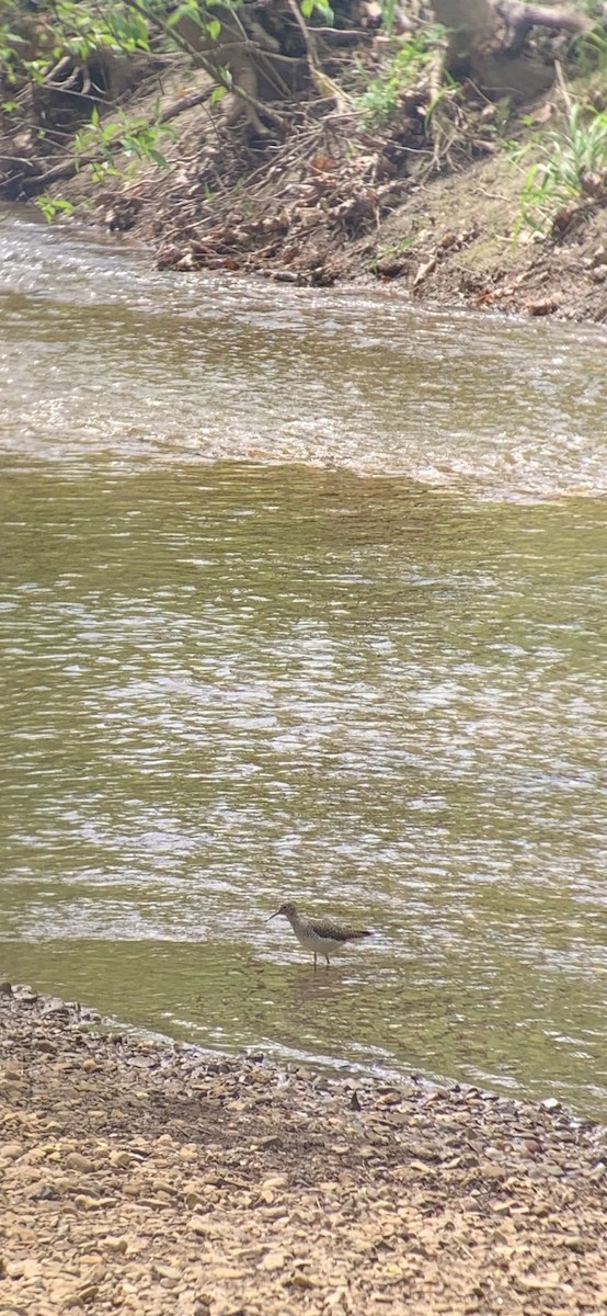 Solitary Sandpiper - ML332916901