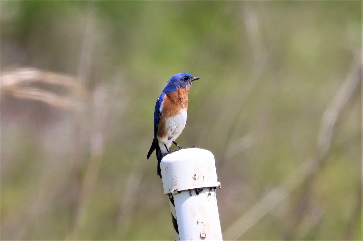 Eastern Bluebird - ML332916991