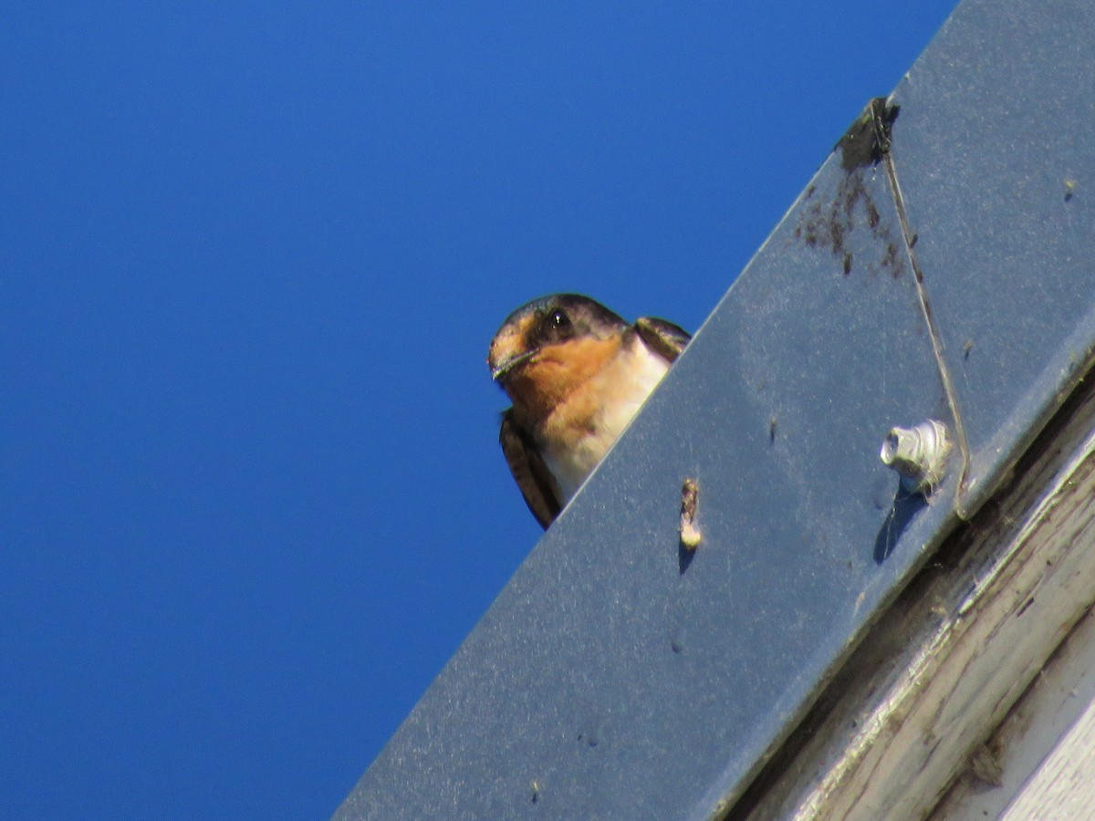 Barn Swallow - ML33291761