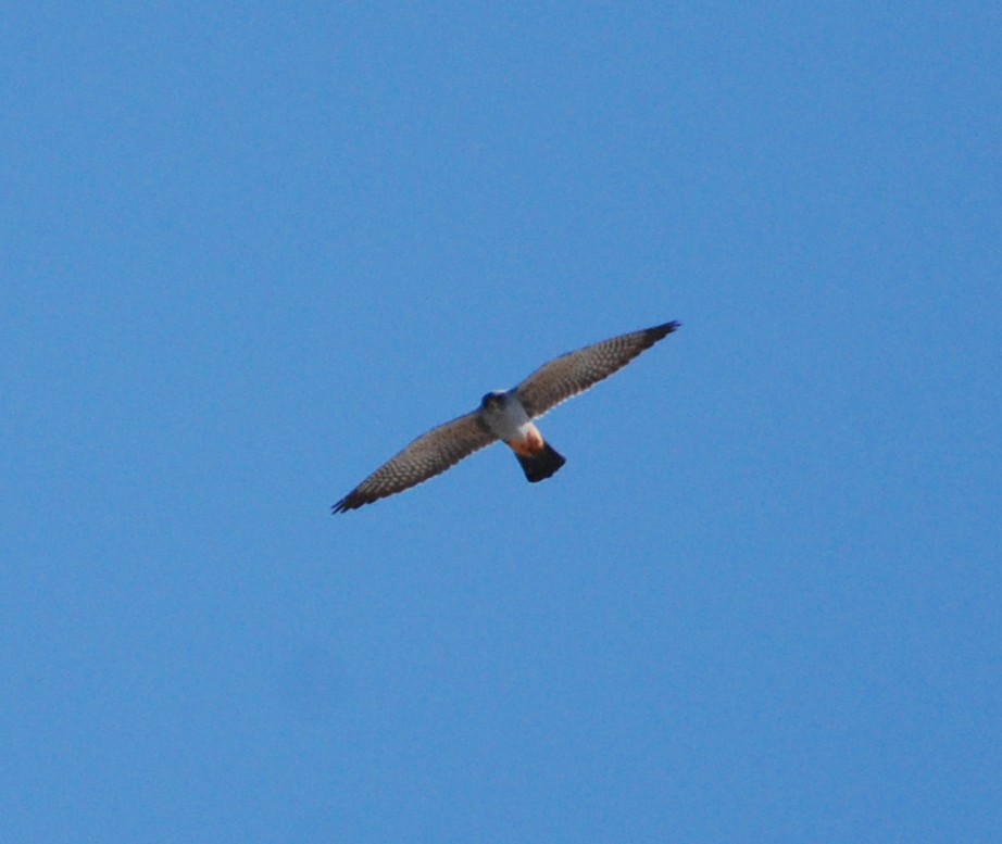 Red-footed Falcon - ML332918281