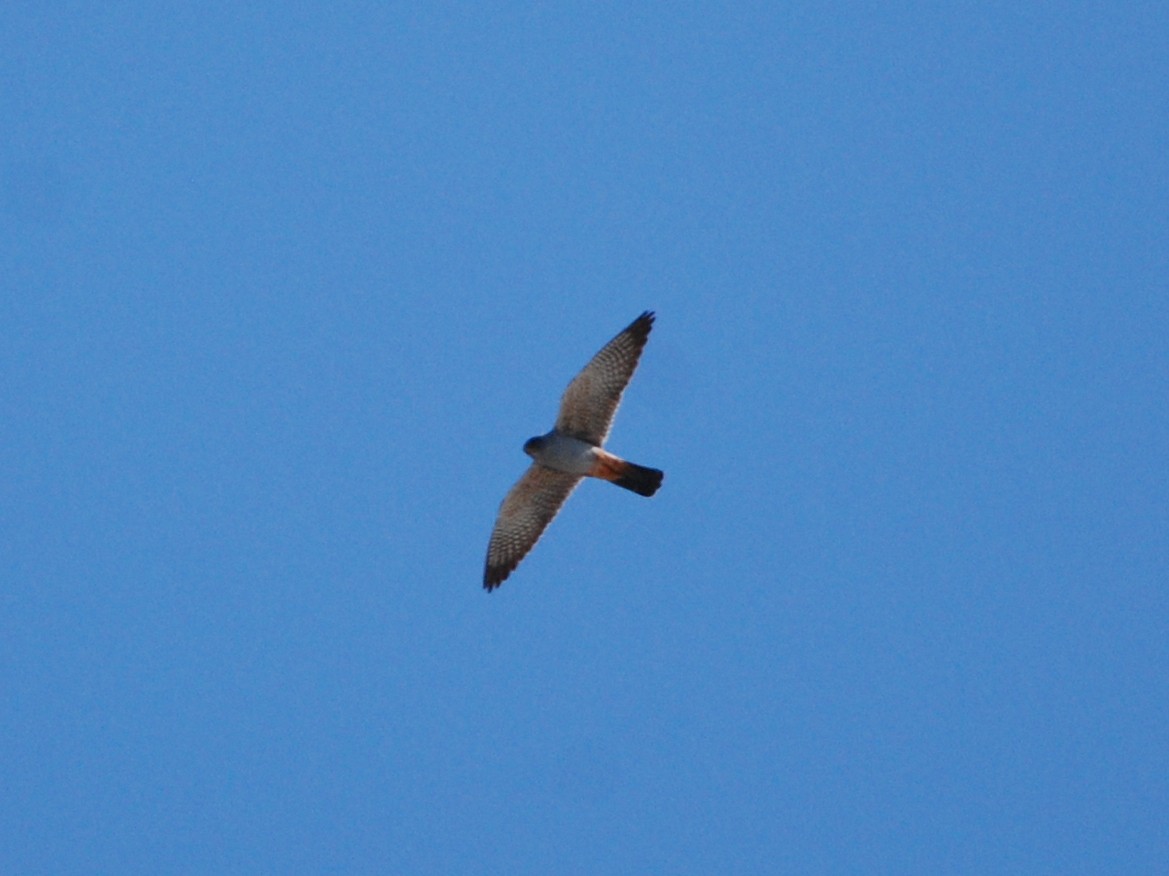 Red-footed Falcon - ML332918321