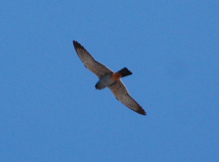 Red-footed Falcon - ML332918411