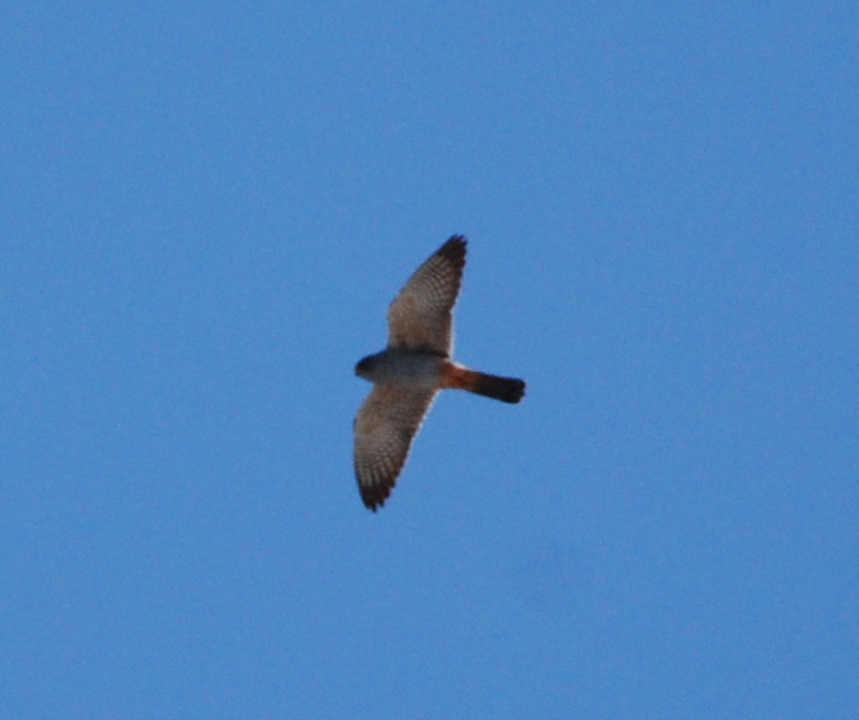 Red-footed Falcon - ML332918501