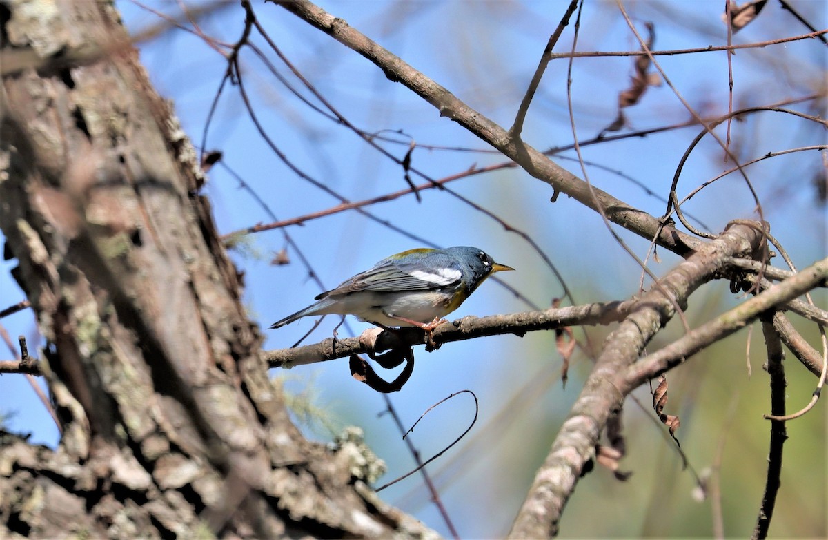 Northern Parula - ML332918791