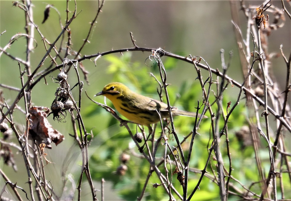 Prairie Warbler - ML332919141