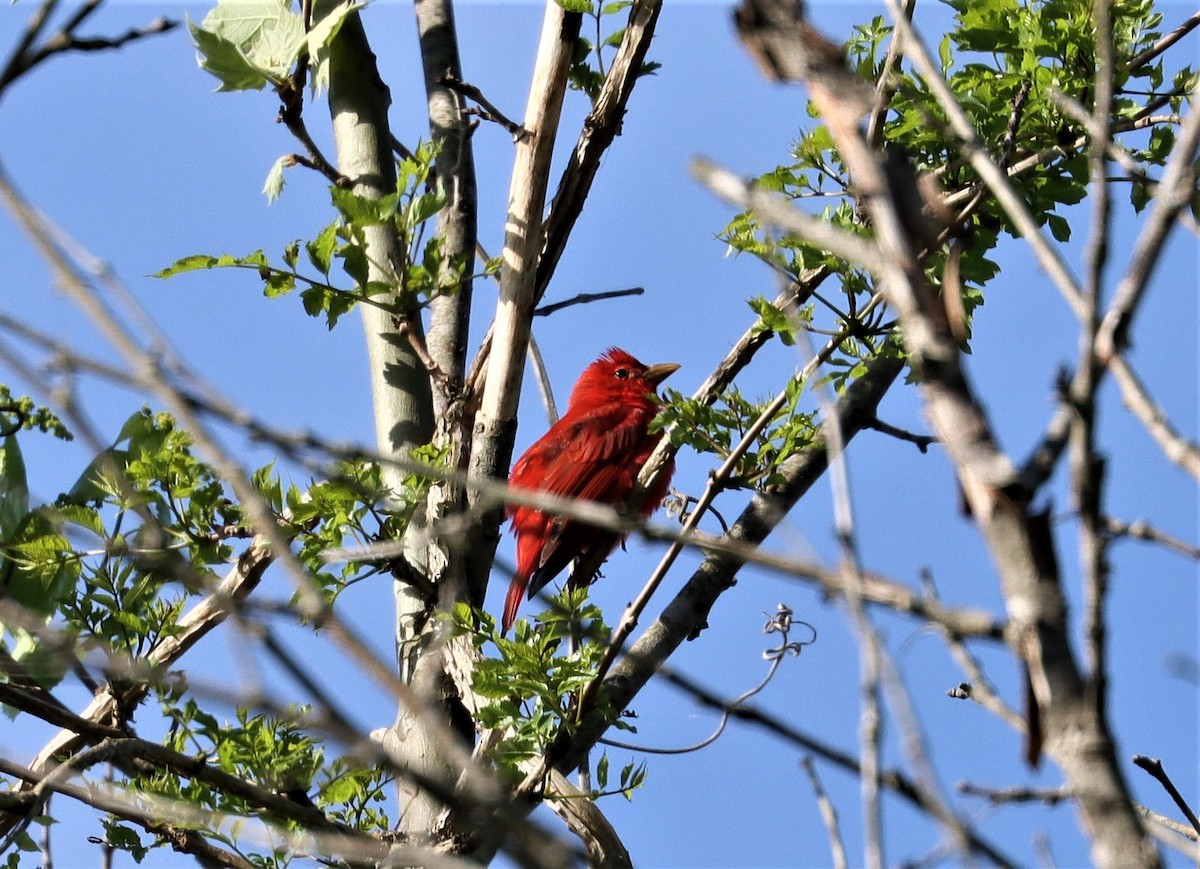 Summer Tanager - ML332919231