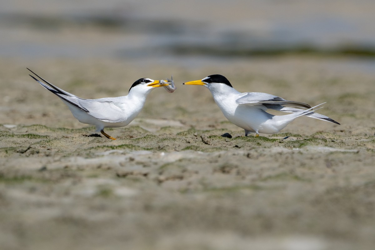 Least Tern - ML332920421