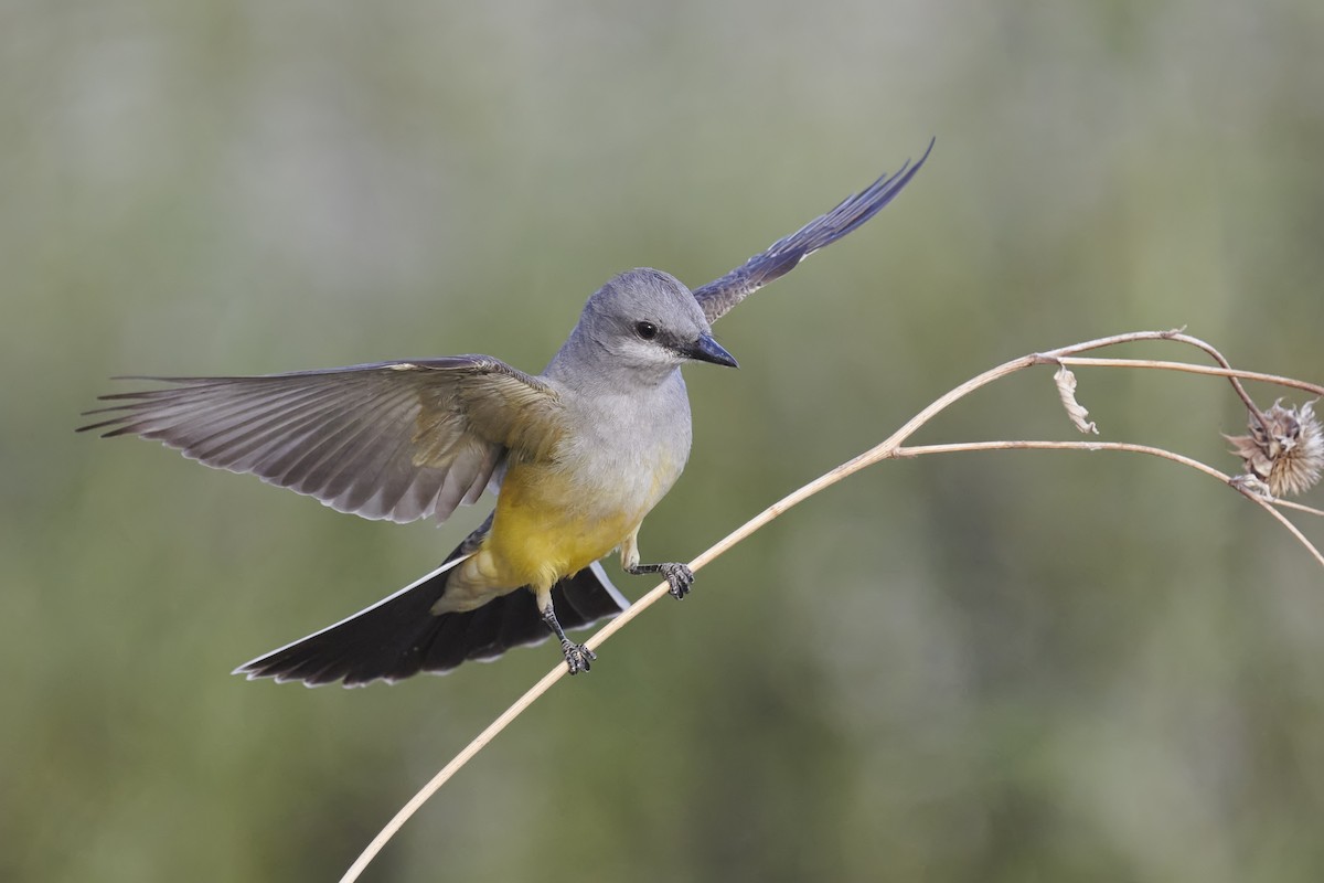 Western Kingbird - Sharif Uddin