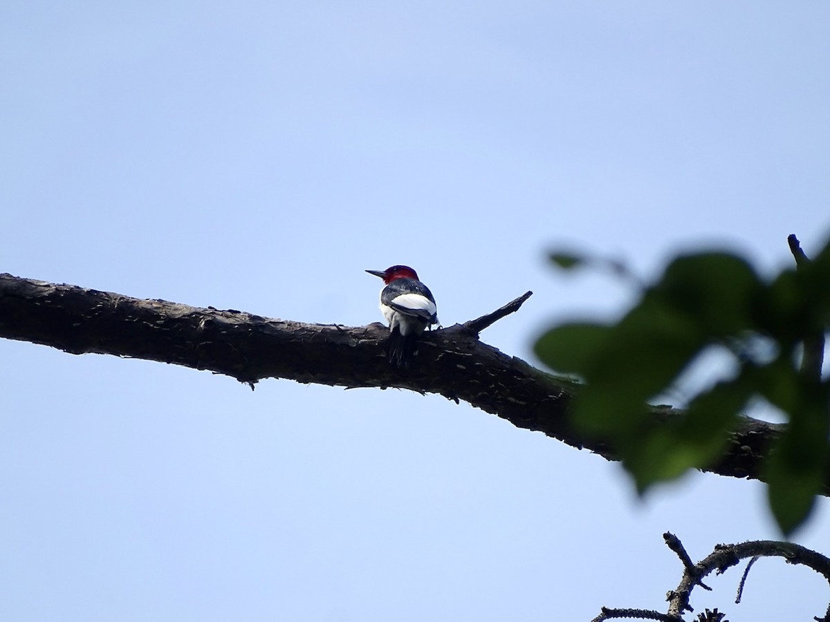 Red-headed Woodpecker - ML332920861