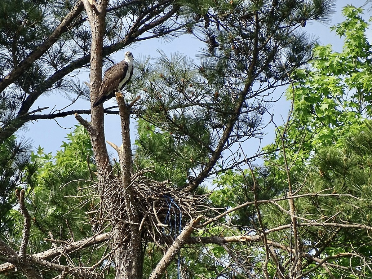 Osprey - Fleeta Chauvigne