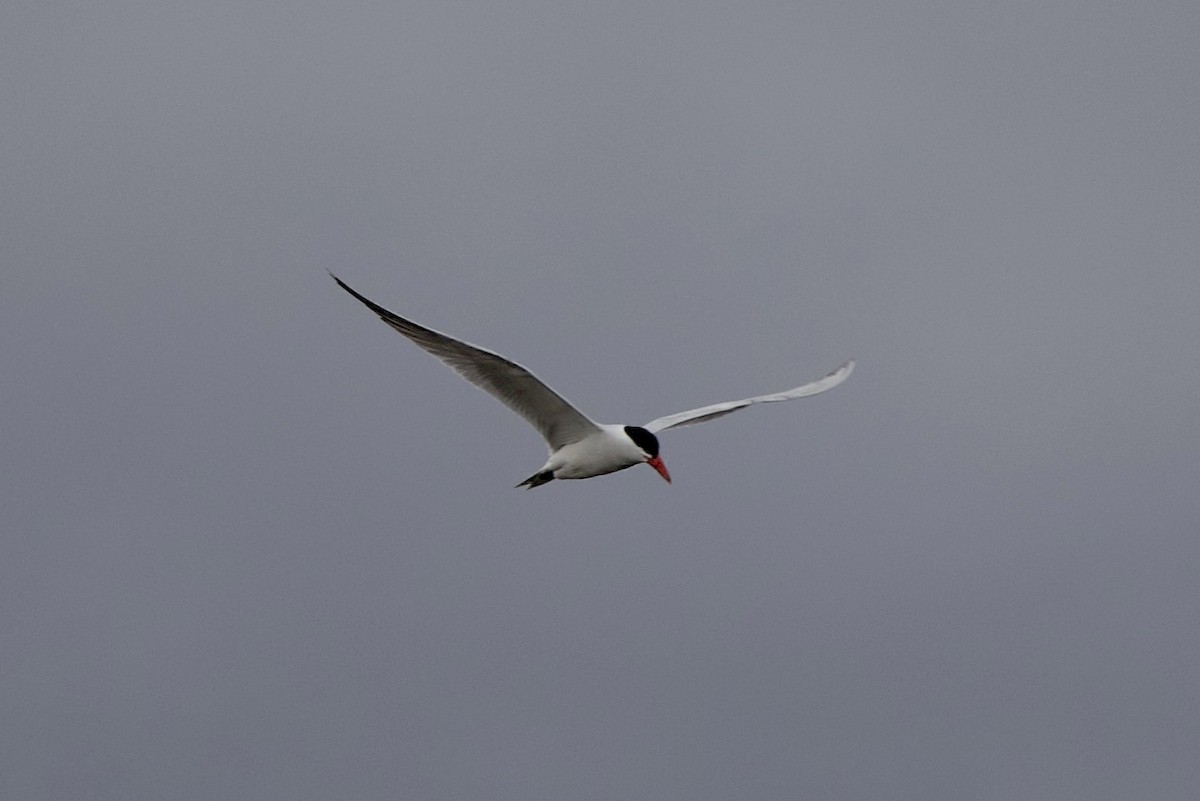 Caspian Tern - Day Scott