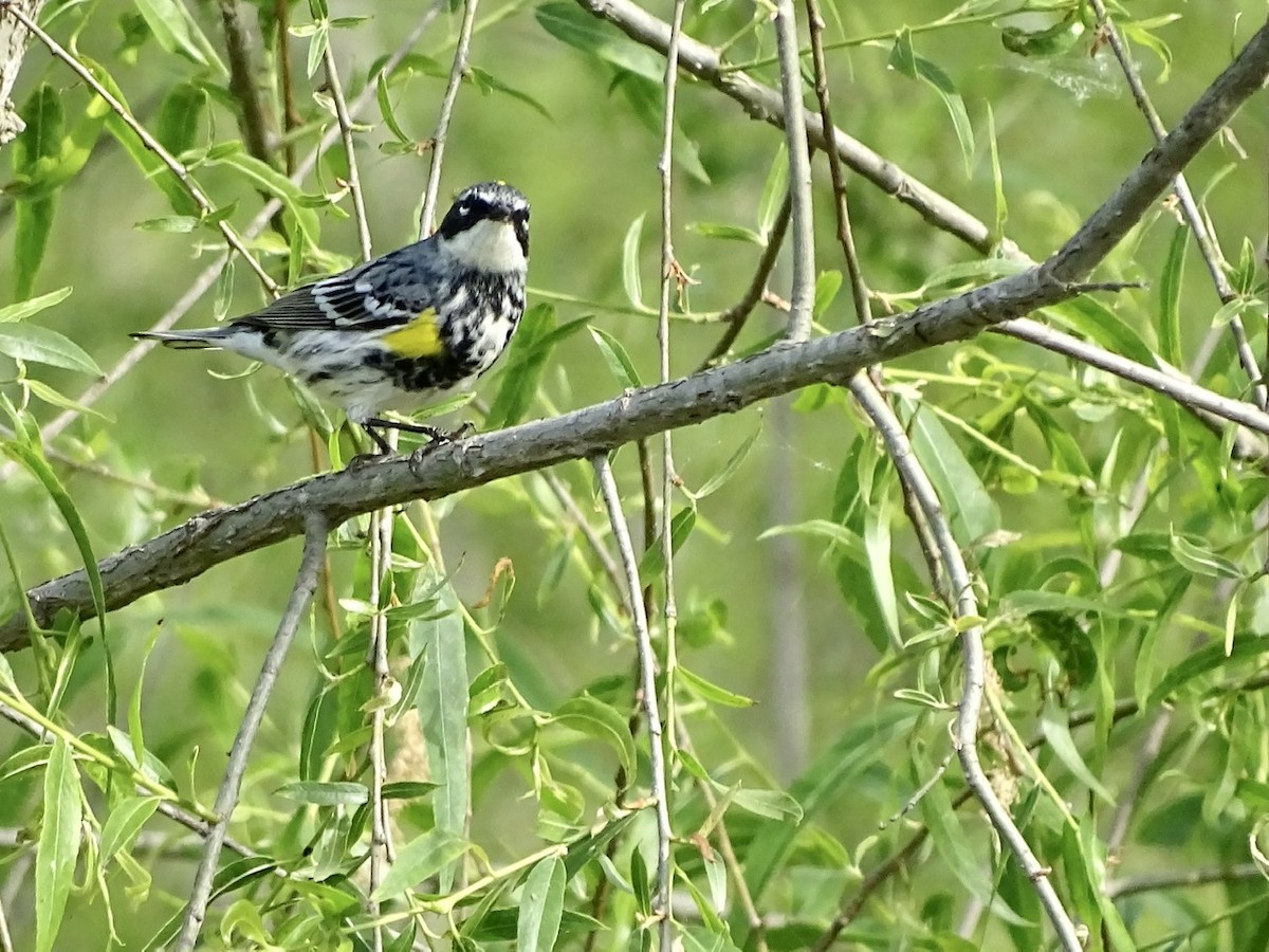 Yellow-rumped Warbler - ML332921481