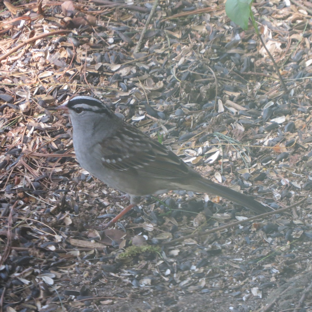 White-crowned Sparrow - ML332922401