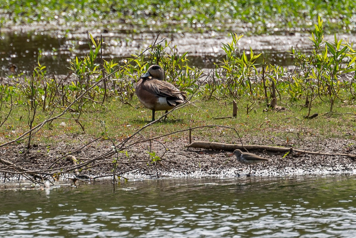 American Wigeon - ML332924361