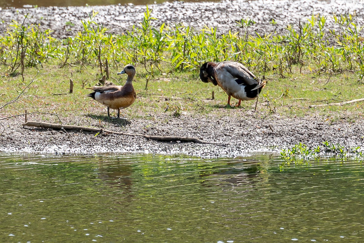 American Wigeon - ML332924381