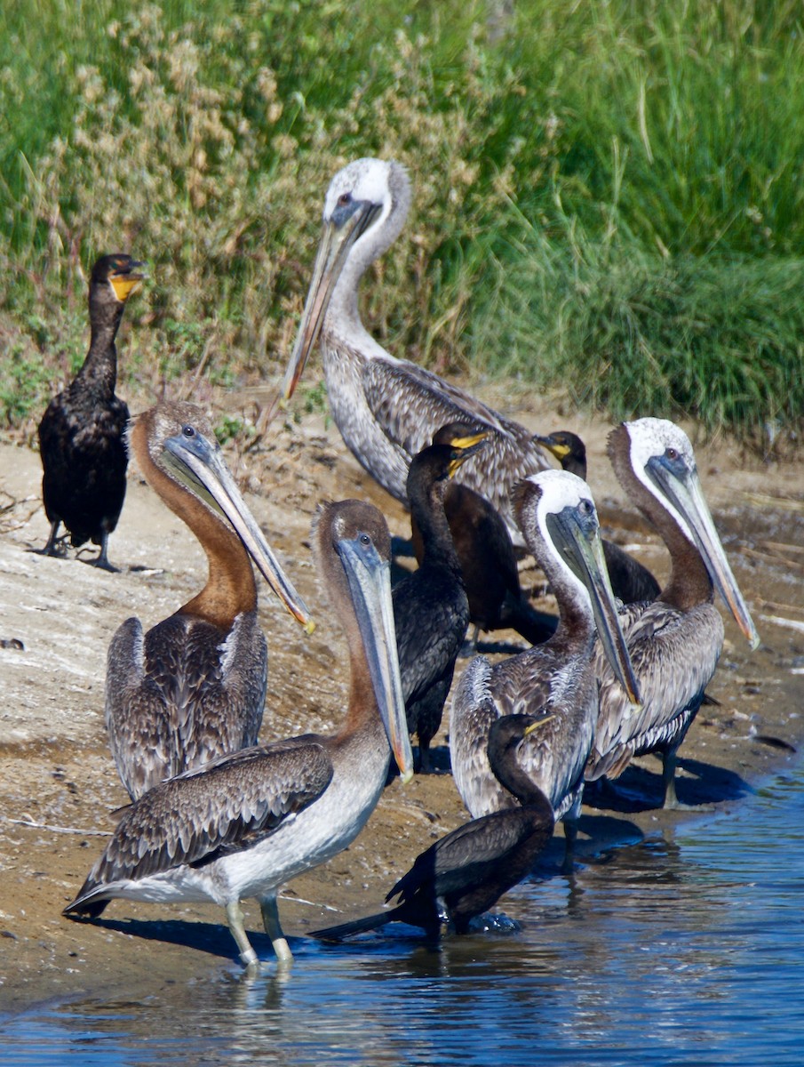 Brown Pelican - ML33292451