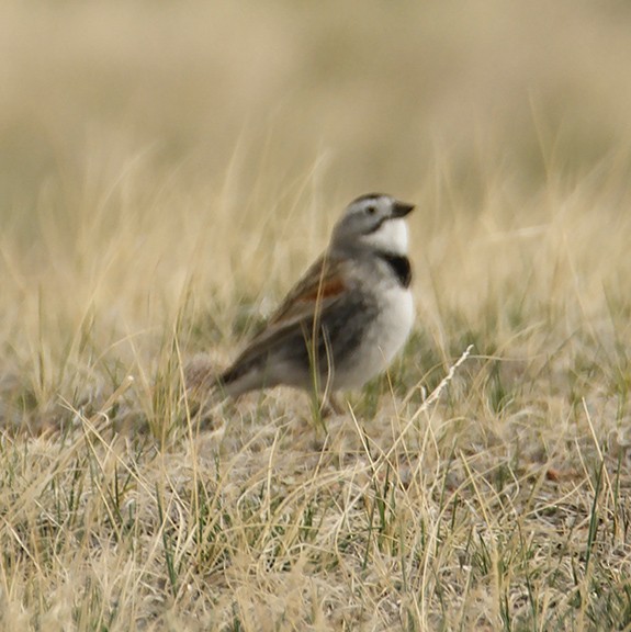 Thick-billed Longspur - ML332924651