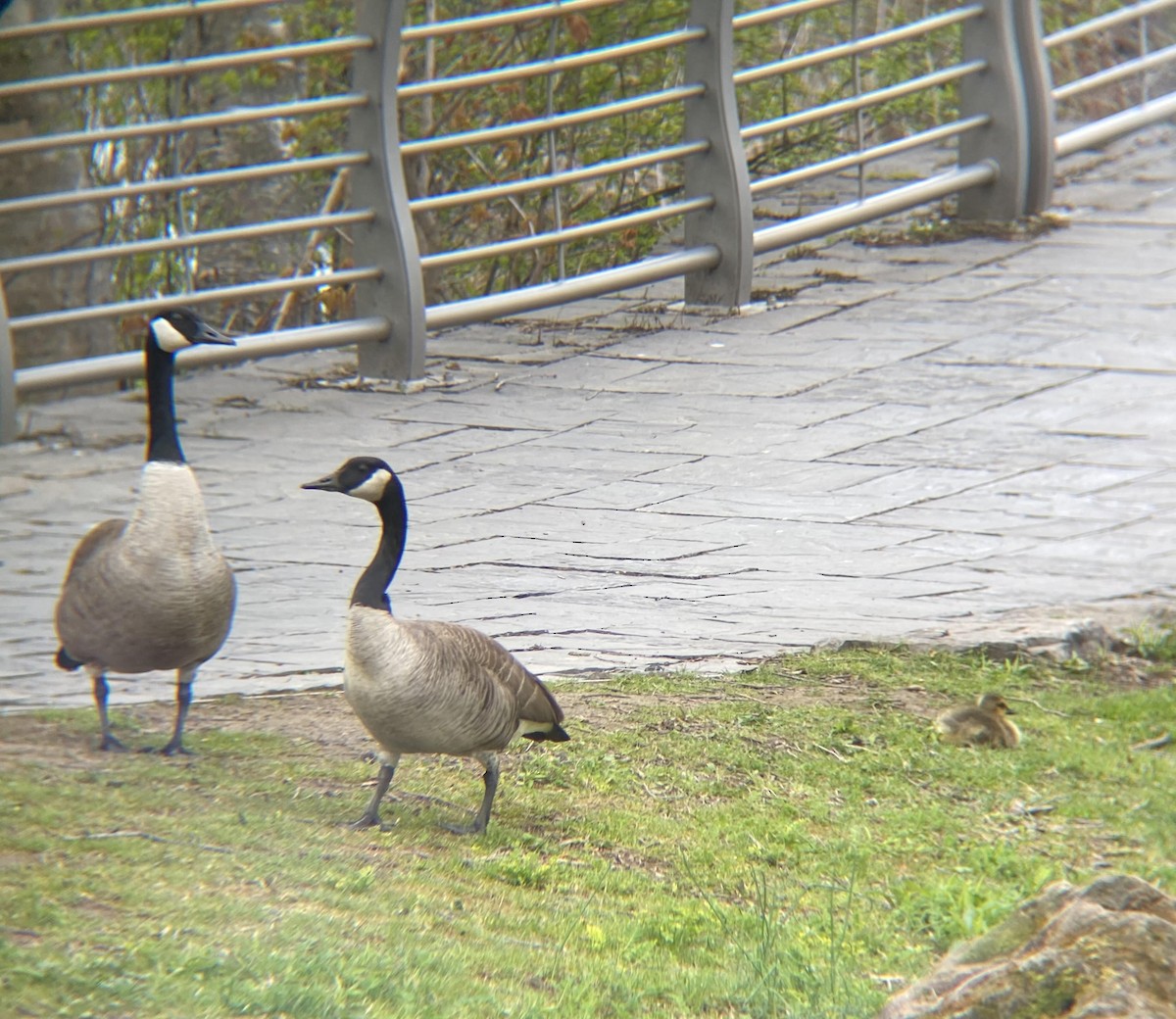 Canada Goose - ML332925641