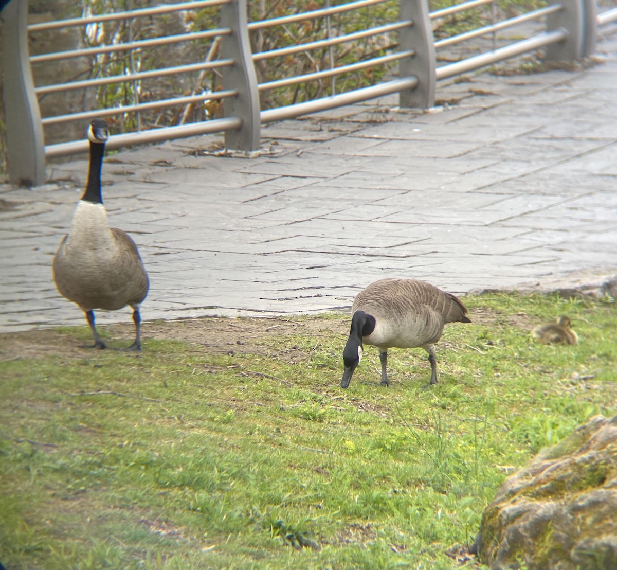 Canada Goose - ML332925671