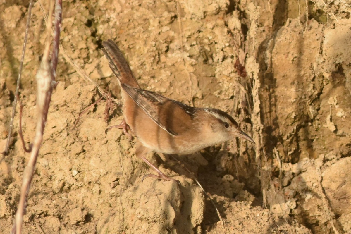 Marsh Wren (palustris Group) - ML332926751