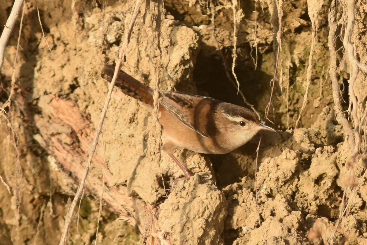 Marsh Wren (palustris Group) - ML332926761