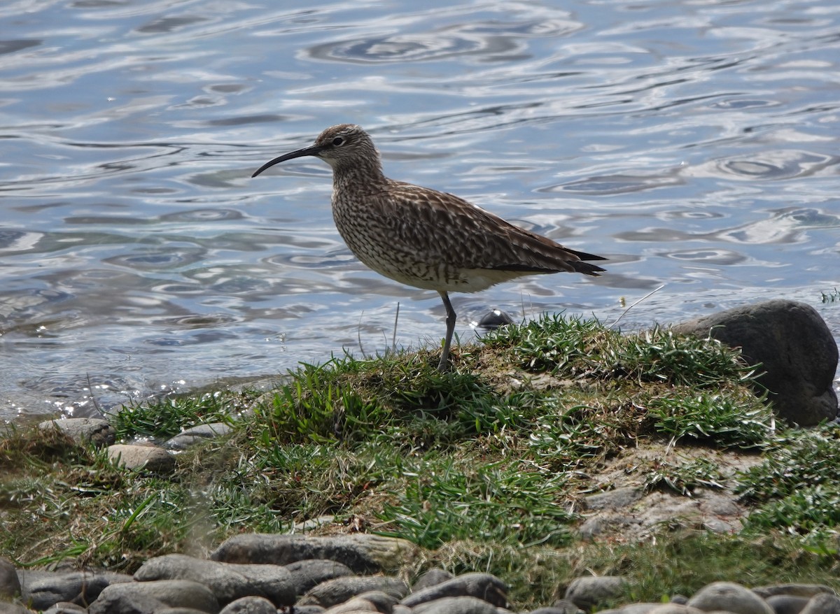 Courlis corlieu (phaeopus) - ML332927891