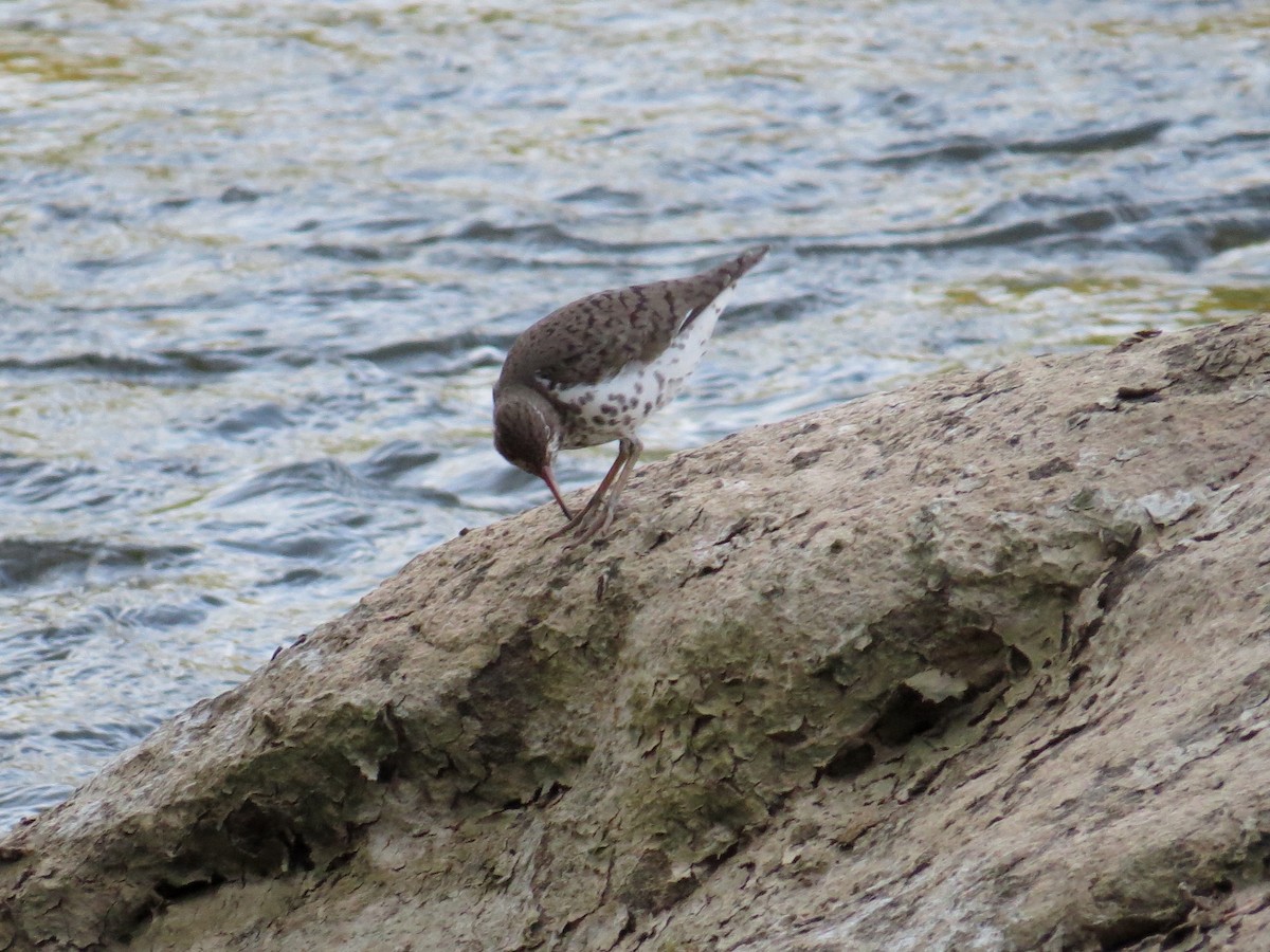 Spotted Sandpiper - ML332928281