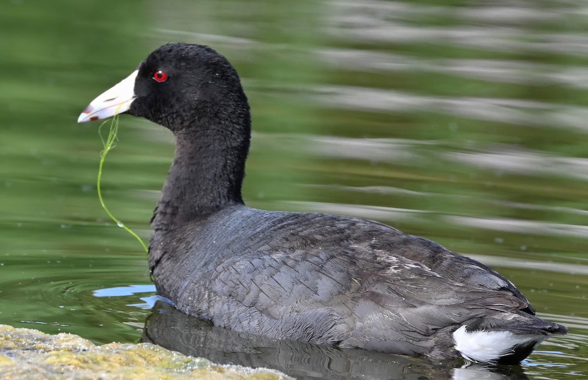 American Coot - ML332928591