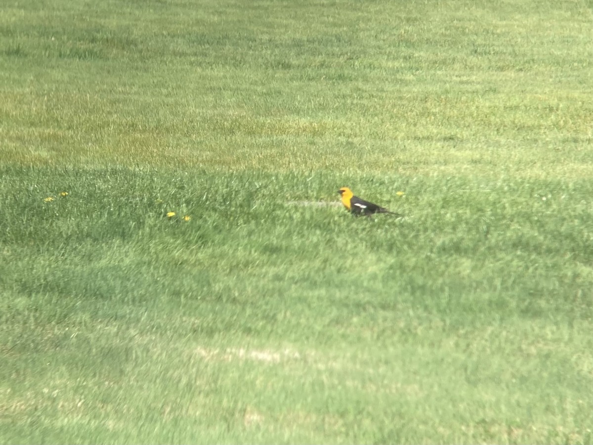 Yellow-headed Blackbird - ML332928691