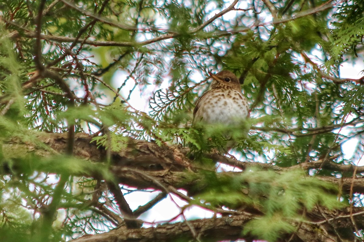 Hermit Thrush - ML332928891