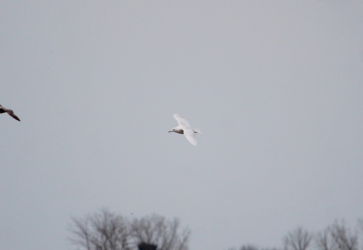 Glaucous Gull - ML332929781