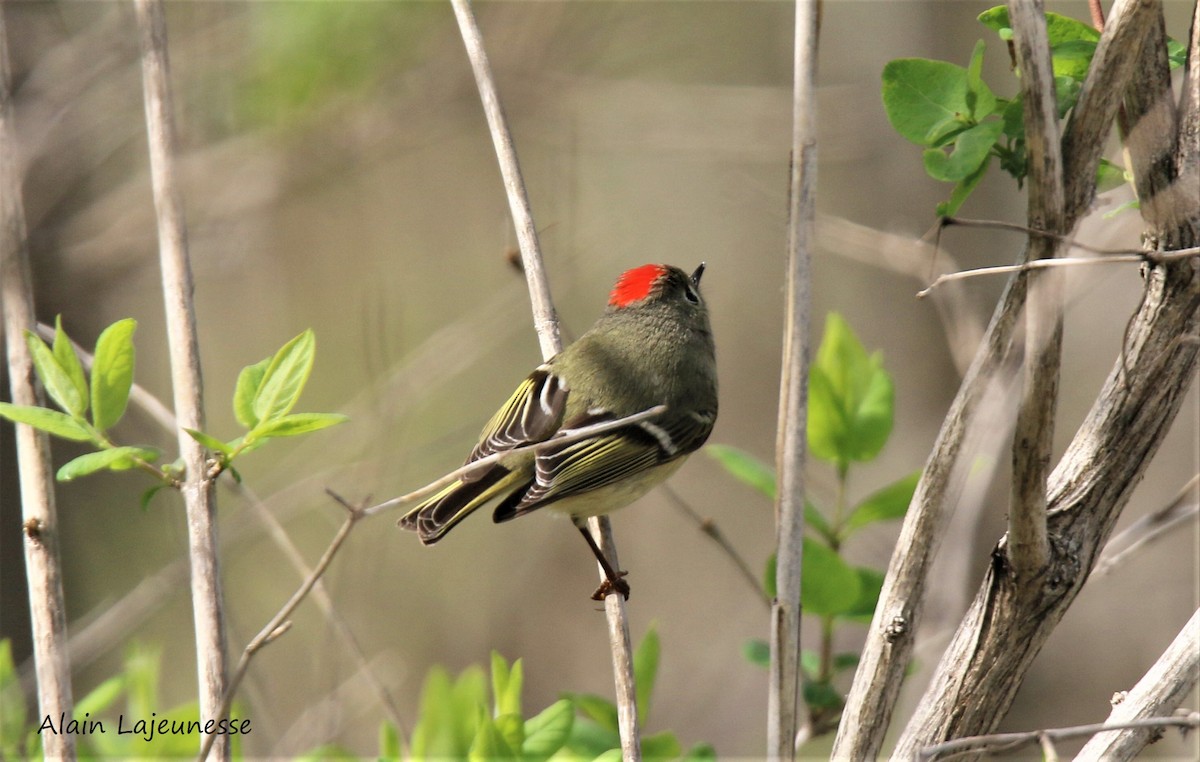 Ruby-crowned Kinglet - ML332930381