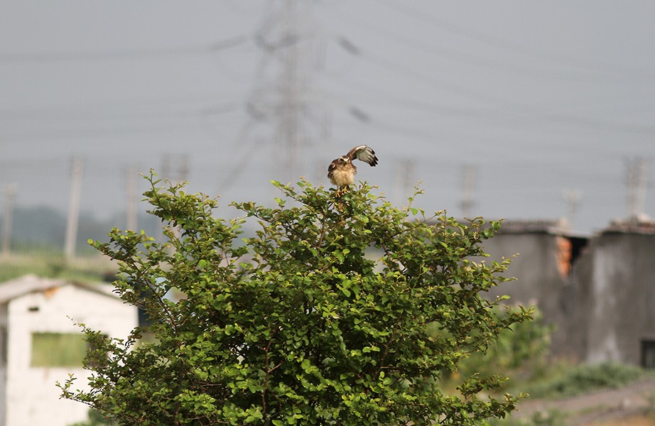 White-eyed Buzzard - ML33293061