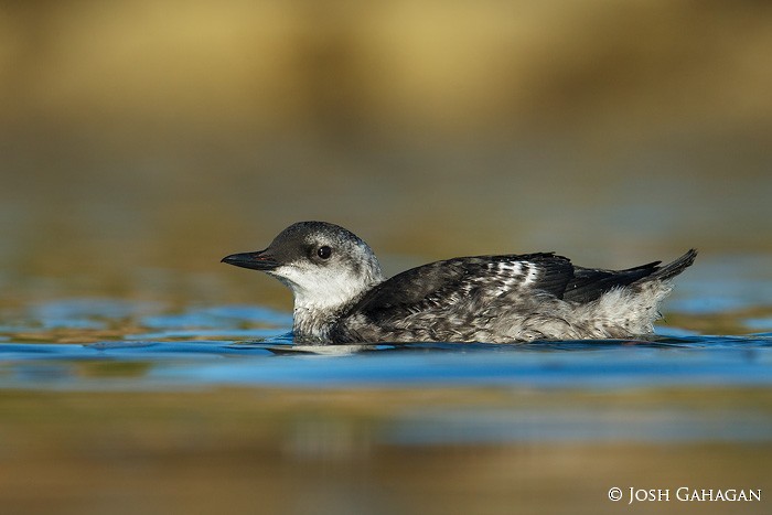 Black Guillemot - ML33293121