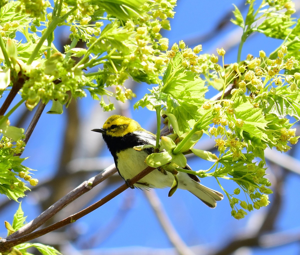 Black-throated Green Warbler - ML332931341
