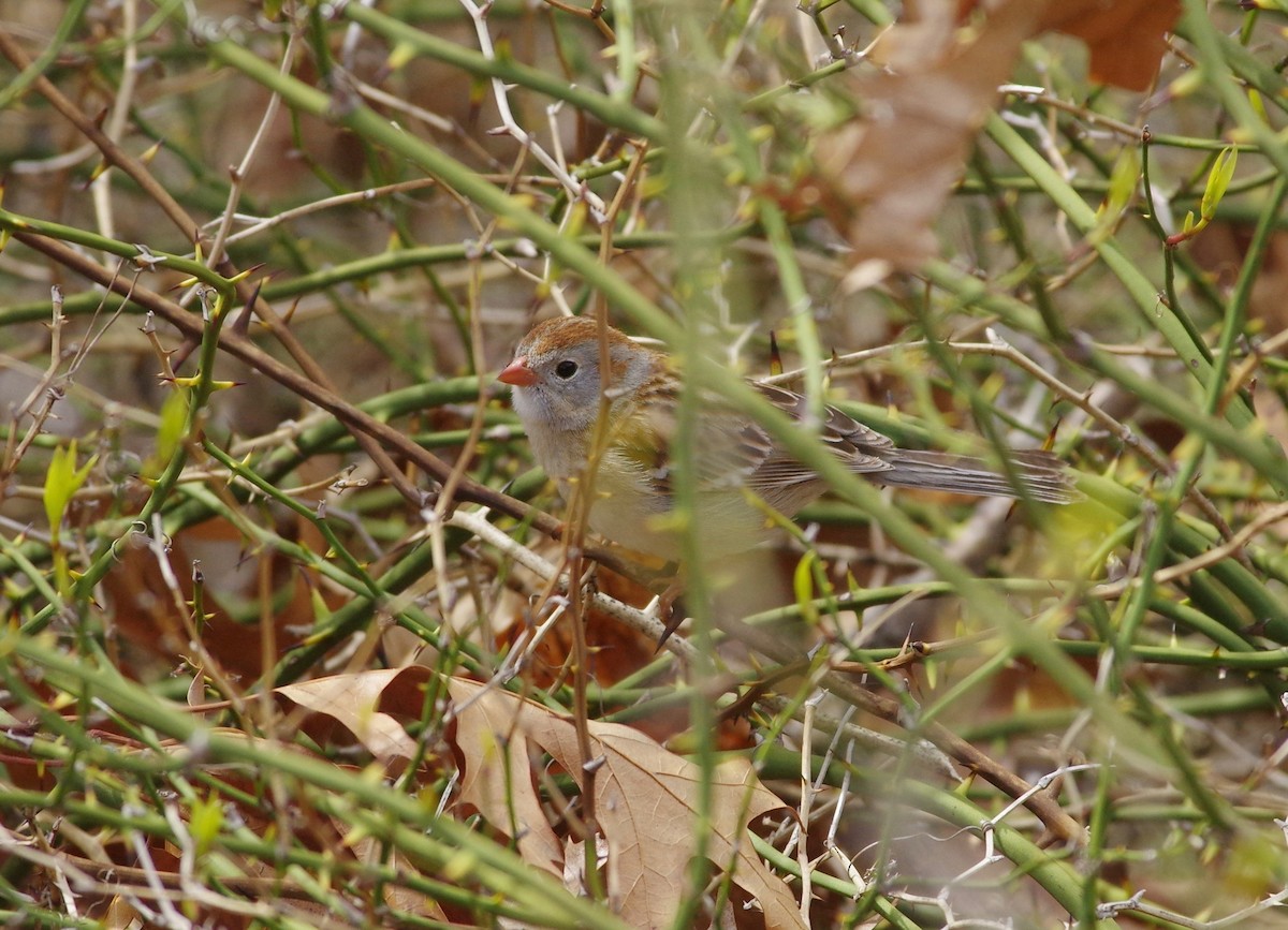 Field Sparrow - Alan Trautmann