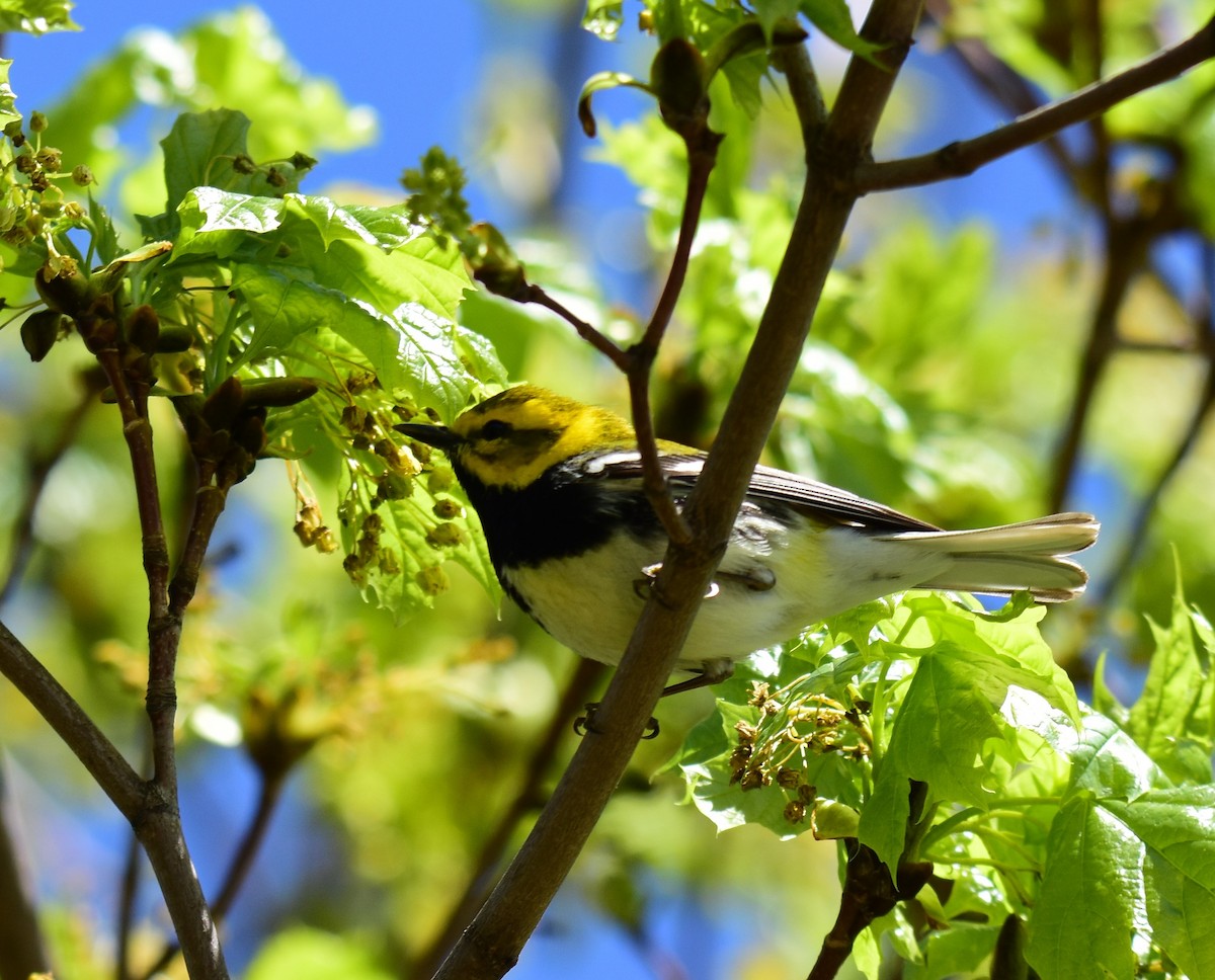 Black-throated Green Warbler - Diane Baillargeon