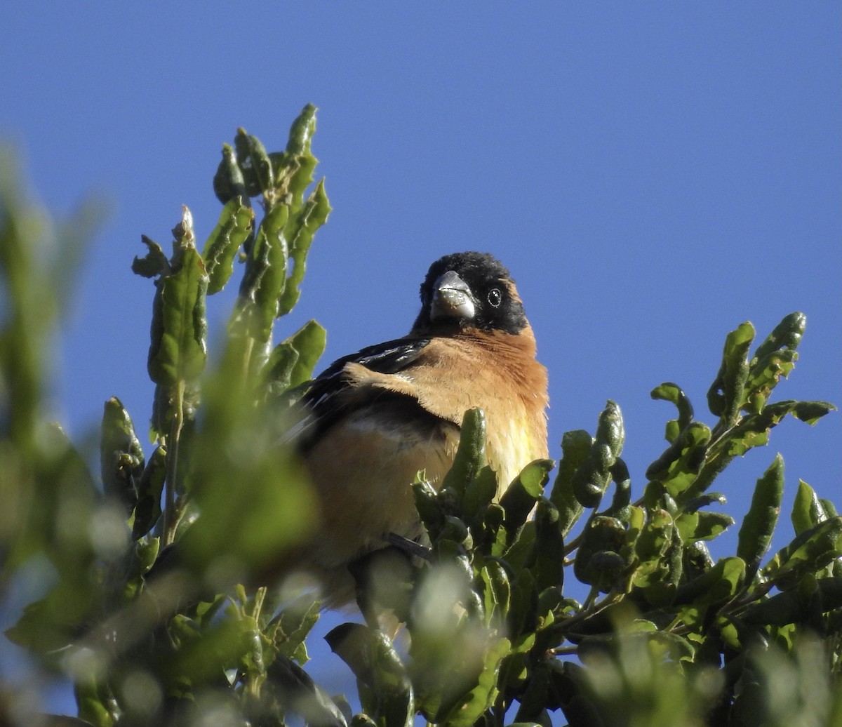 Black-headed Grosbeak - ML332932281