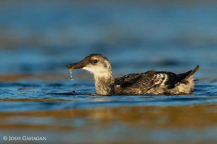 Black Guillemot - ML33293271