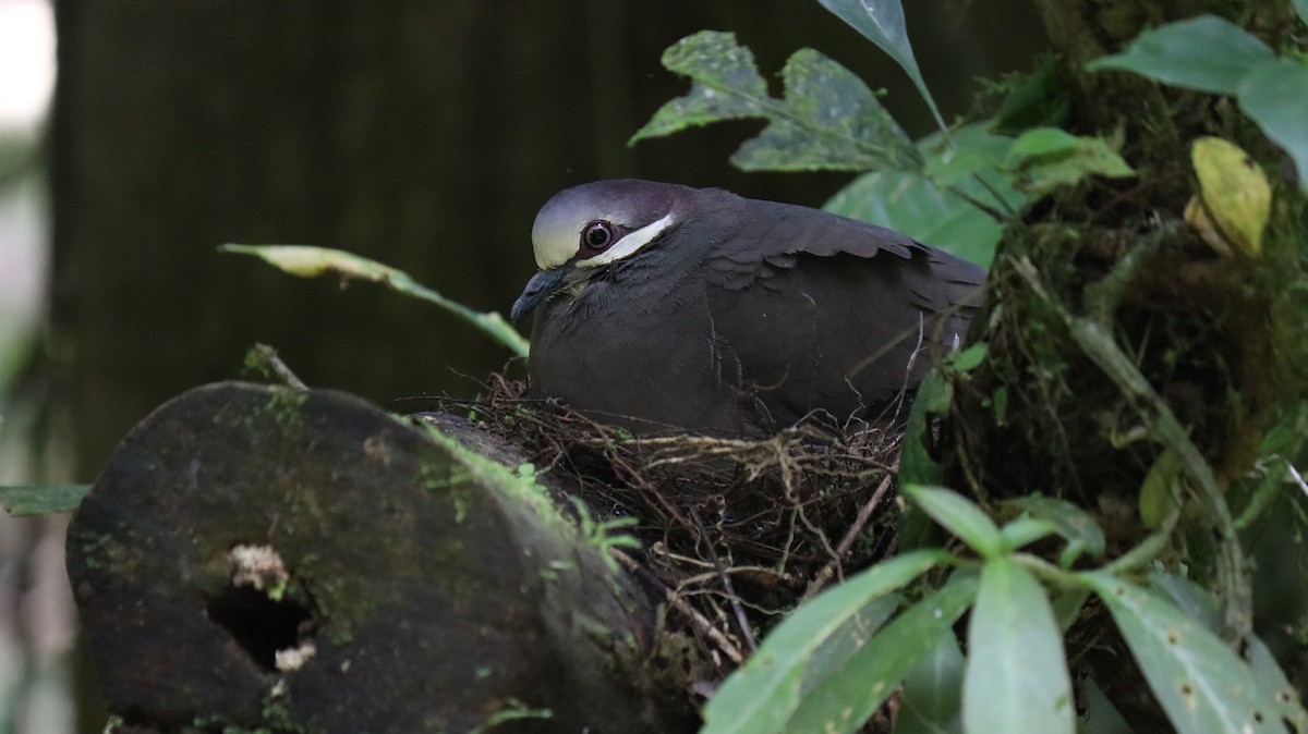 Olive-backed Quail-Dove - ML332934351