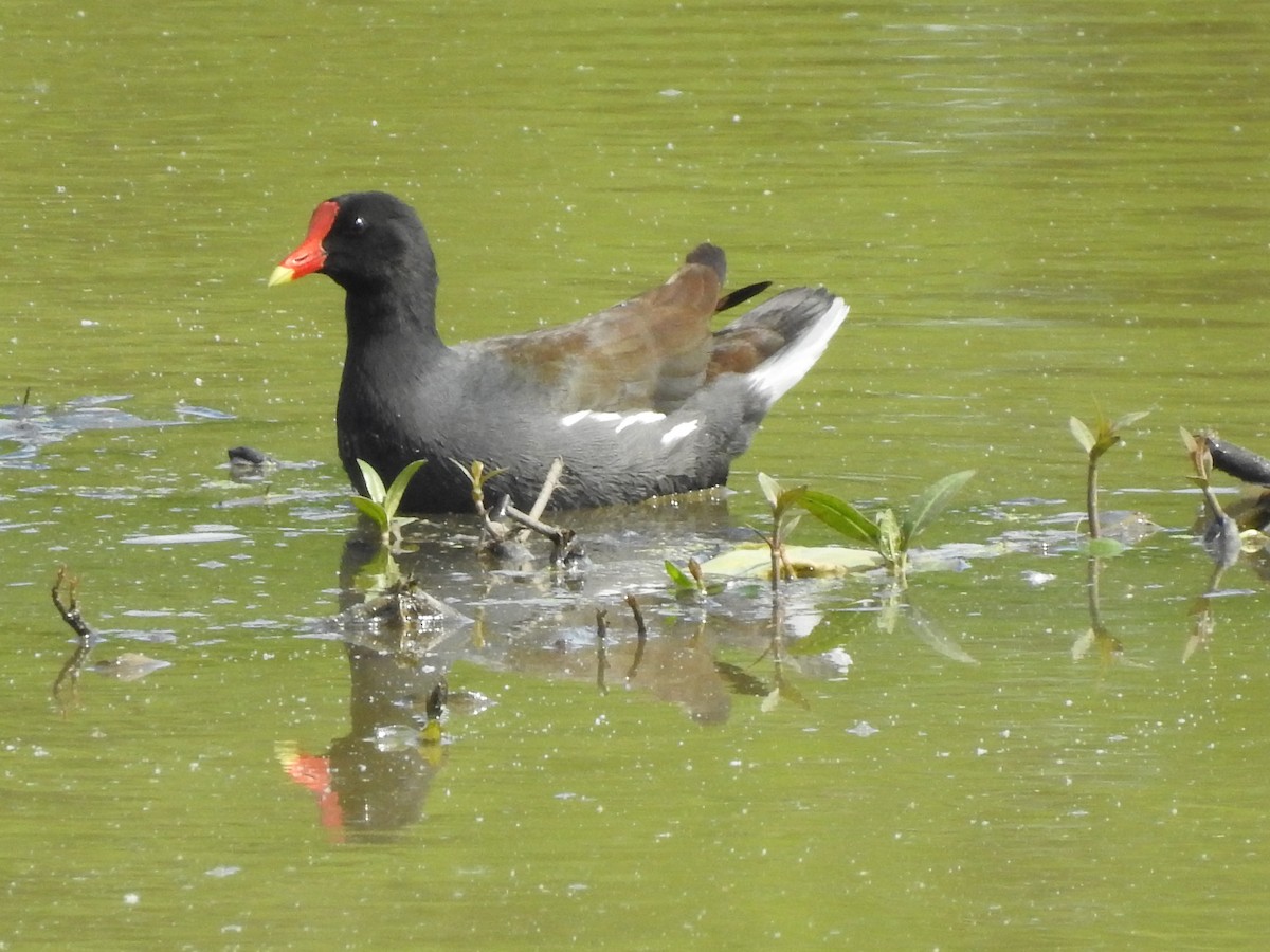 Common Gallinule - ML332934771
