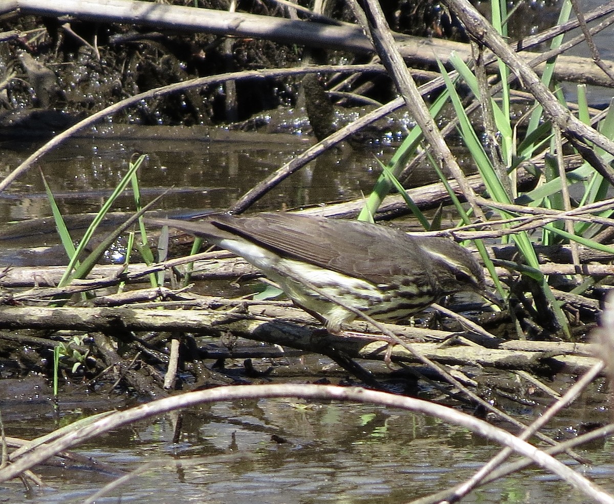 Northern Waterthrush - ML332938111