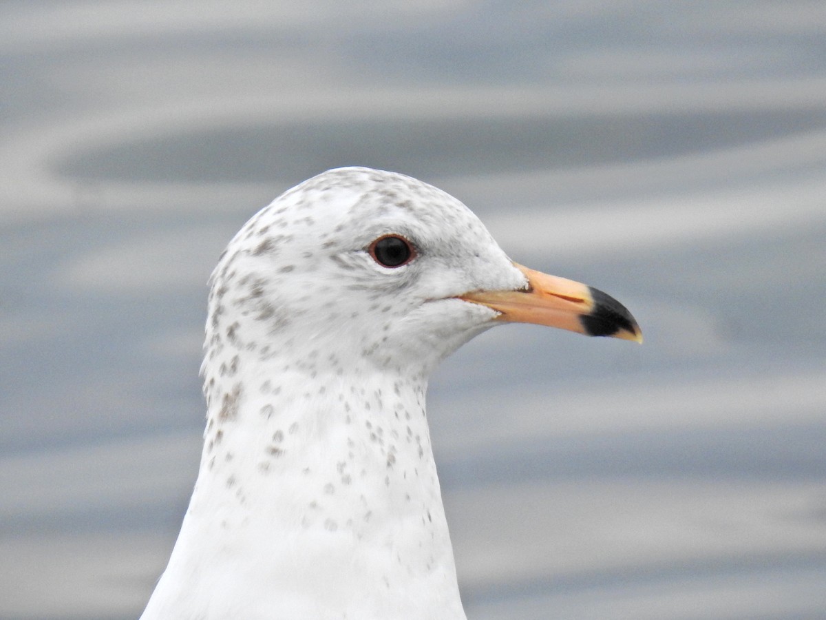 Ring-billed Gull - ML332940181